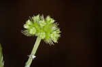 Clustered blacksnakeroot